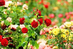 滨江森林公园的月季园