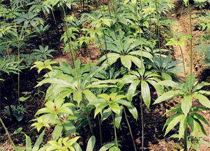 不同种植区域的差异