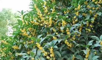 繁殖方法大杂烩