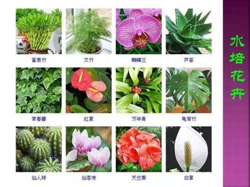 如何查找1000种英文花名及花语大全