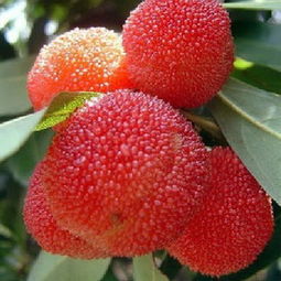 杨梅树苗的种植时间