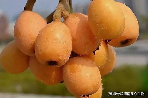 怎么给枇杷树施肥呢