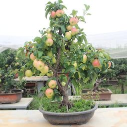 咱们先说说苹果树吧