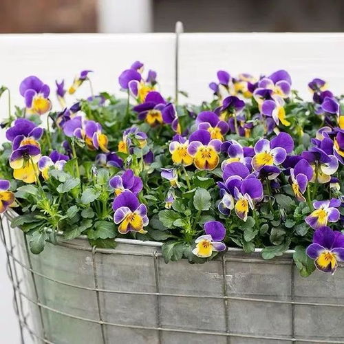 公司环境的草花选择