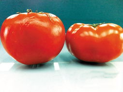 一喷红：自然的恩赐， 快速上色的秘密