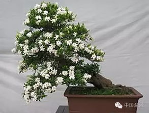 探秘XX地区的名贵盆景与花草