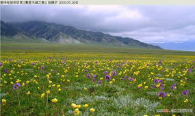 新疆的花花世界：探寻蕞多和耐温差的花种