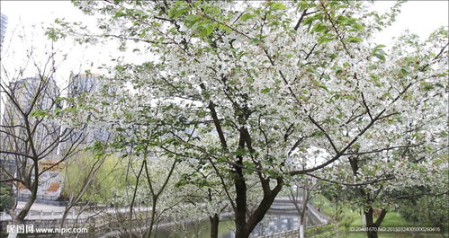 千树万树梨花开，梨花指什么