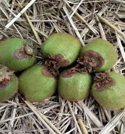 防治猕猴桃灰霉病，有啥高招？