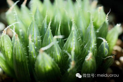 玉露植物怎么养才能保持晶莹剔透？