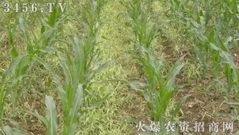 除草剂选择的重要性