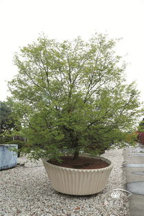 修剪方法：剥芽、 短截、刻伤