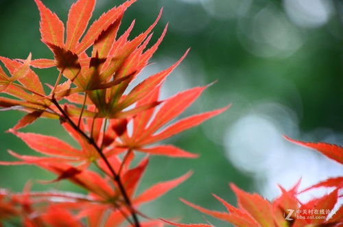 红叶与绿叶，哪个梗适合种植？