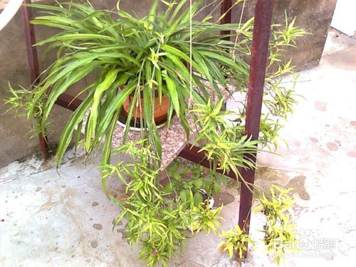 清除过多的枯叶