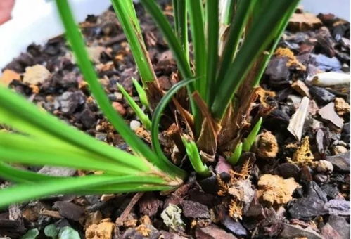 兰花养护小贴士：松树皮的选择与使用