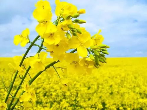 彩色油菜花的春天故事