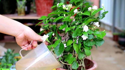 有机肥，天然养生！