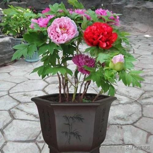 牡丹花如何科学栽培才能在花园中绽放出最迷人的色彩