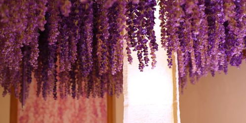 紫藤花的花语与寓意