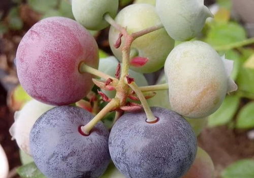 揭秘：不同梨果品种的保鲜秘诀，花卉养护必知！