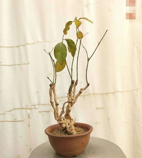 茉莉盆景的独特造型