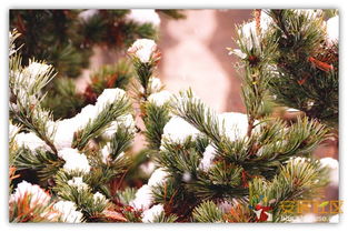 一、南京的雪松树，美得让人心动