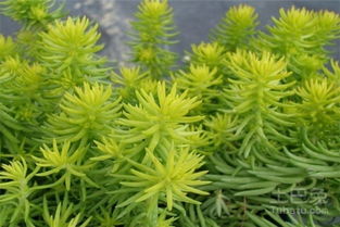 金叶佛甲草， 园林绿化中的小清新