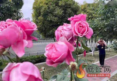 藤本月季的推荐