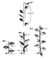 榕树叶画法：核心关键词“枝繁叶茂”
