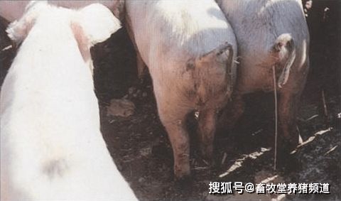 猪病毒性腹泻如何有效防控？预防措施有哪些