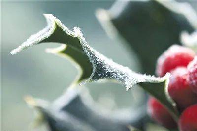 霜降后种植丹参的小秘密