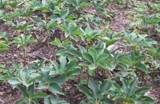 藤草的美丽与生命力