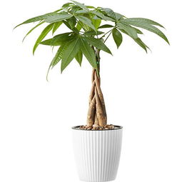 盆 土 缺肥也会导致叶子发黄，suo以Zui好在盆底埋点基肥，一般是埋腐熟好的饼肥，用腐熟好的动物粪便也是不错的。