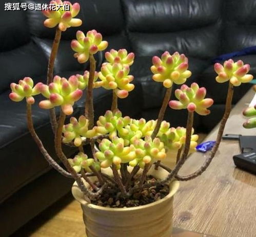 三、 移植小多肉的注意事项