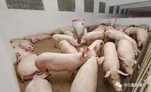 全价料发酵喂猪比直接喂猪更有优势吗？