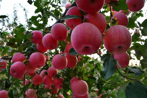 用量对比表， 药剂效果一目了然