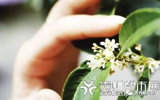 桂花与四季桂的区别