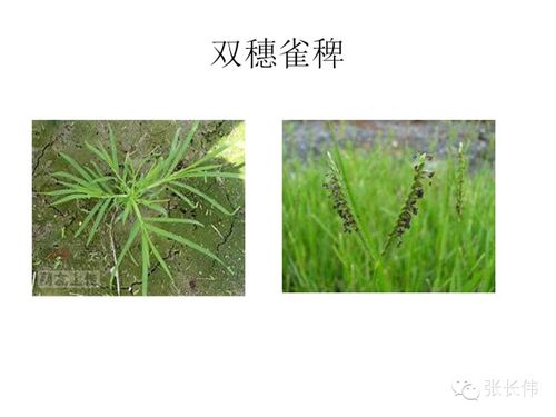 适用作物大盘点