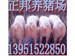 请问今天临沂市生猪价格是多少？临沂猪价今日行情如何？