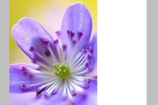 玫瑰花：爱情甜蜜， 财运滚滚