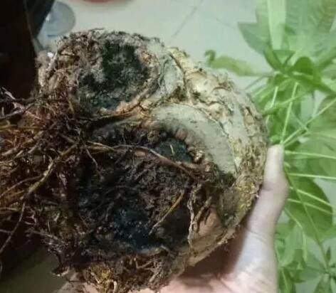 吸水盆棉线如何巧妙穿过植物茎干，使其均匀分布