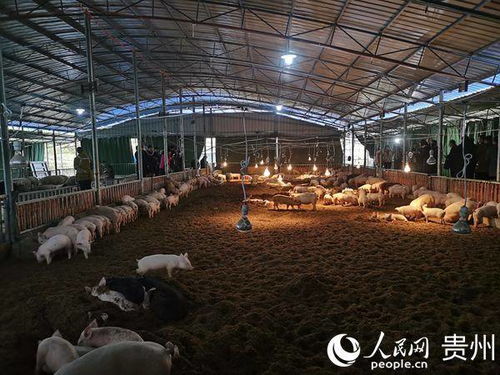 矿物质元素优化肉品品质，提升养殖效益