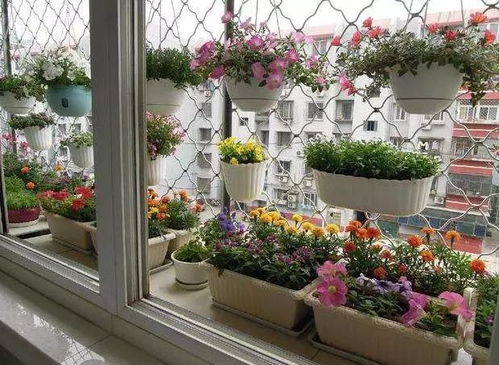 窗台植物种植，那些事儿