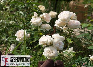 塞巴斯蒂安克奈普月季与芬香记忆月季：两种月季的奇妙对比