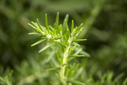 迷迭香：神秘魔法师