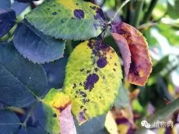 木瓜花叶病防治攻略，花卉养护必看！