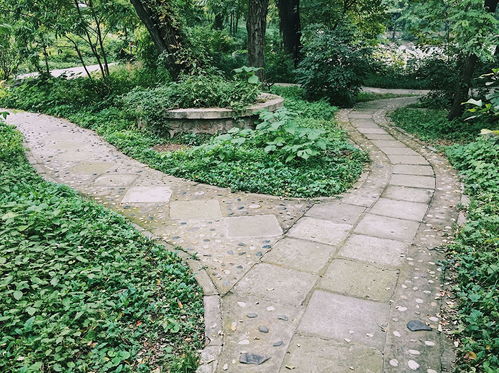 向日葵：阳光下的笑脸