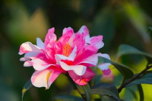 种植茶花的土壤搭配建议