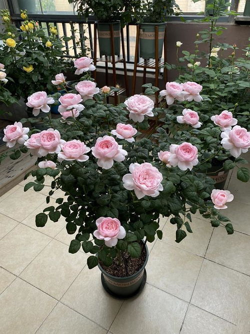 月季花的魅力， 无限延伸