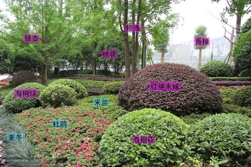 想学园林植物与观赏园艺？如何快速掌握植物配置技巧
